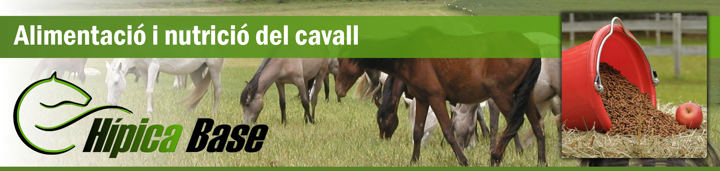 Alimentacio i nutricio del cavall