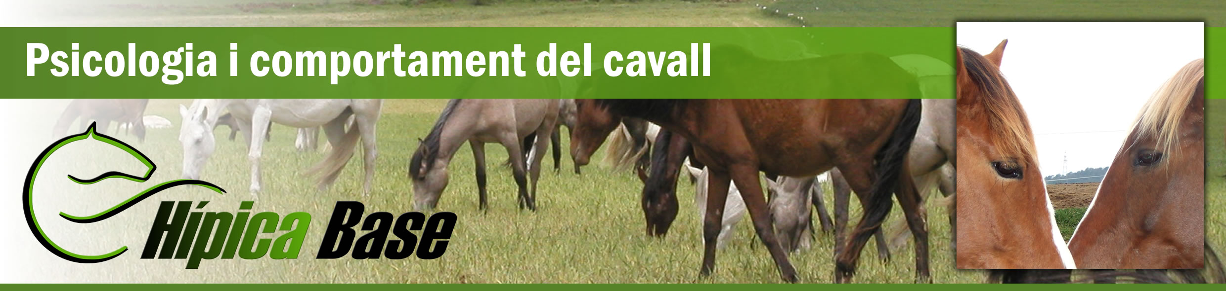 Psicologia i comportament del cavall